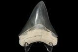 Serrated, Fossil Megalodon Tooth - Nice Color #92478-2